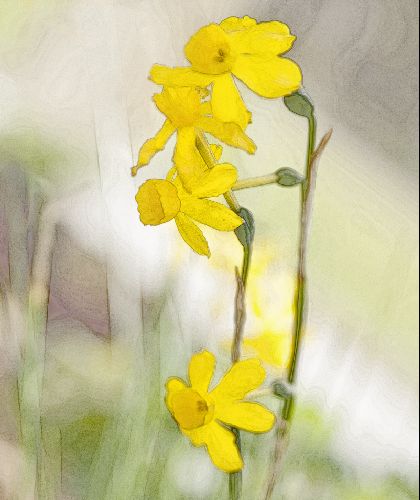 Narcissus willkommii
